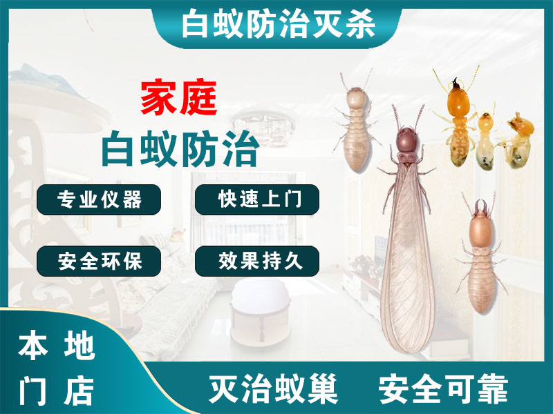 浦江县家庭白蚁防治